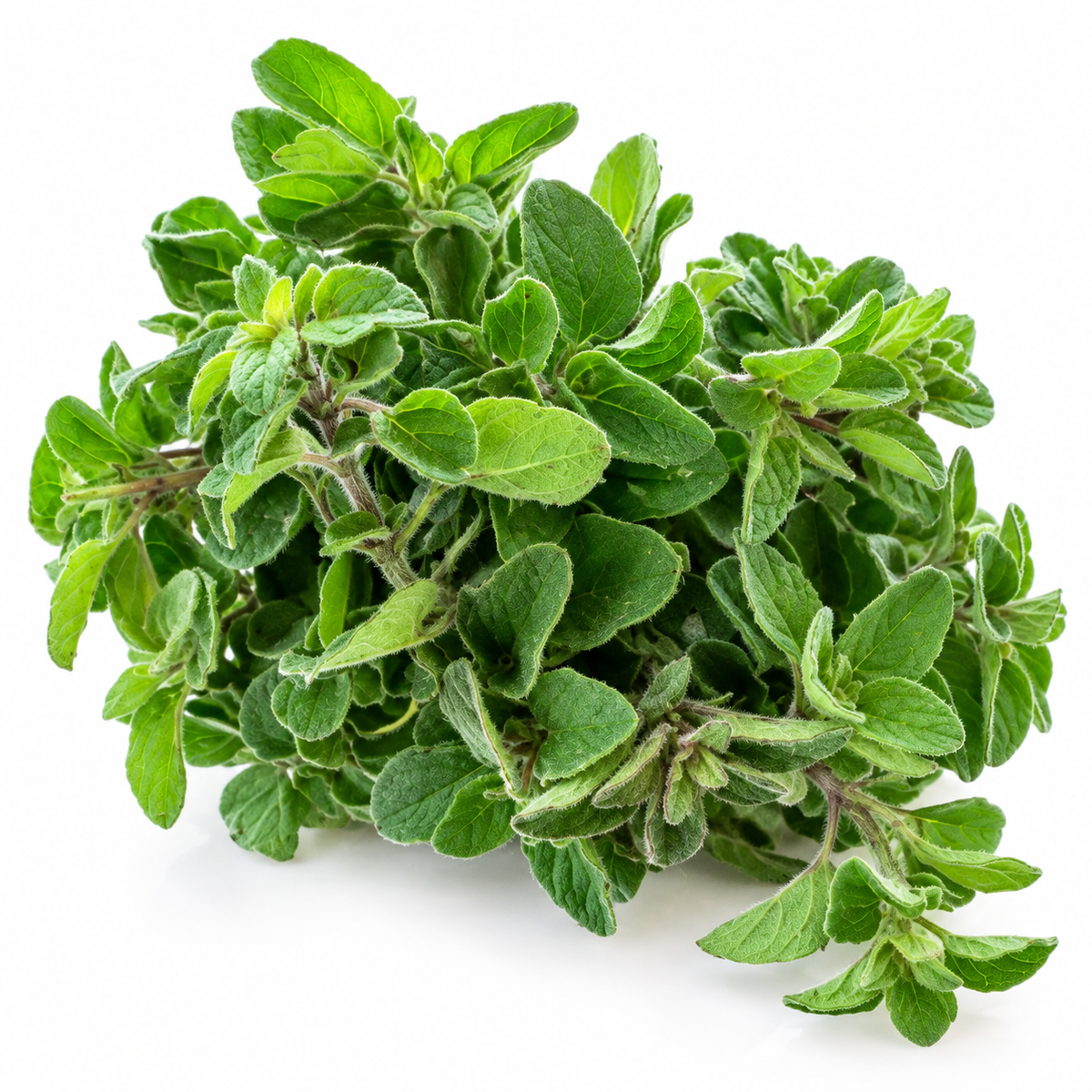 Oregano proaspăt ECO din ferma Nasul Roșu, legătură 25 g