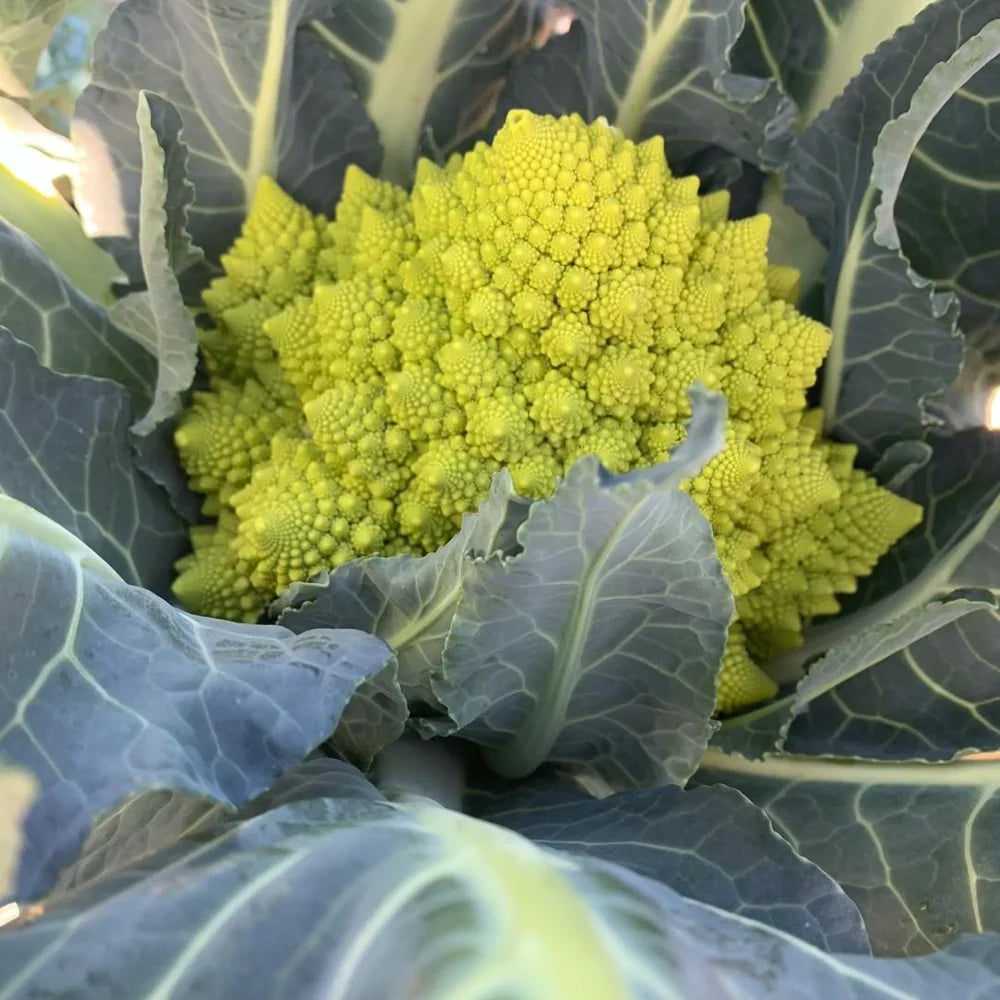 Cremă Tartinabilă de Broccoli Romanesco ECO, 180g