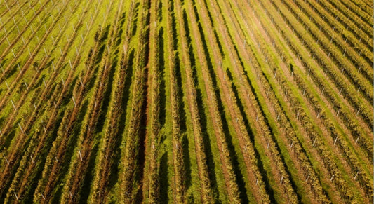 Vinuri ecologice — struguri din viticultură certificată ecologic