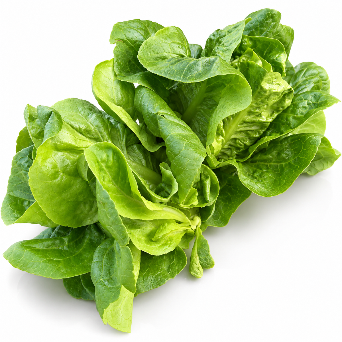 Salată Mini Romaine Mix ECO din Ferma Nasul Roșu – căpățâni