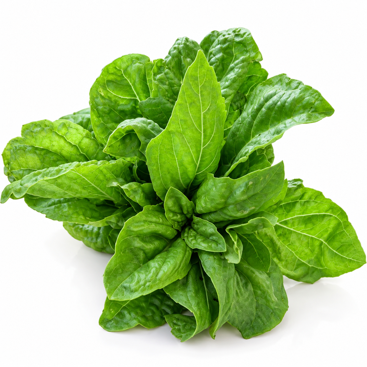Busuioc proaspăt ECO din ferma Nasul Roșu, 20 g