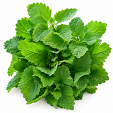 Roiniță (Melisă) Proaspătă ECO, Legătură 25g