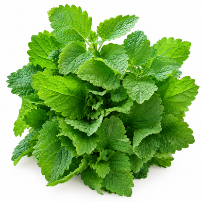 Roiniță (melisă) proaspătă ECO din ferma Nasul Roșu, legătură 25 g