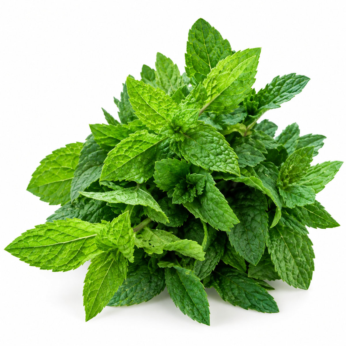 Mentă proaspătă ECO din ferma Nasul Roșu, legătură 25 g