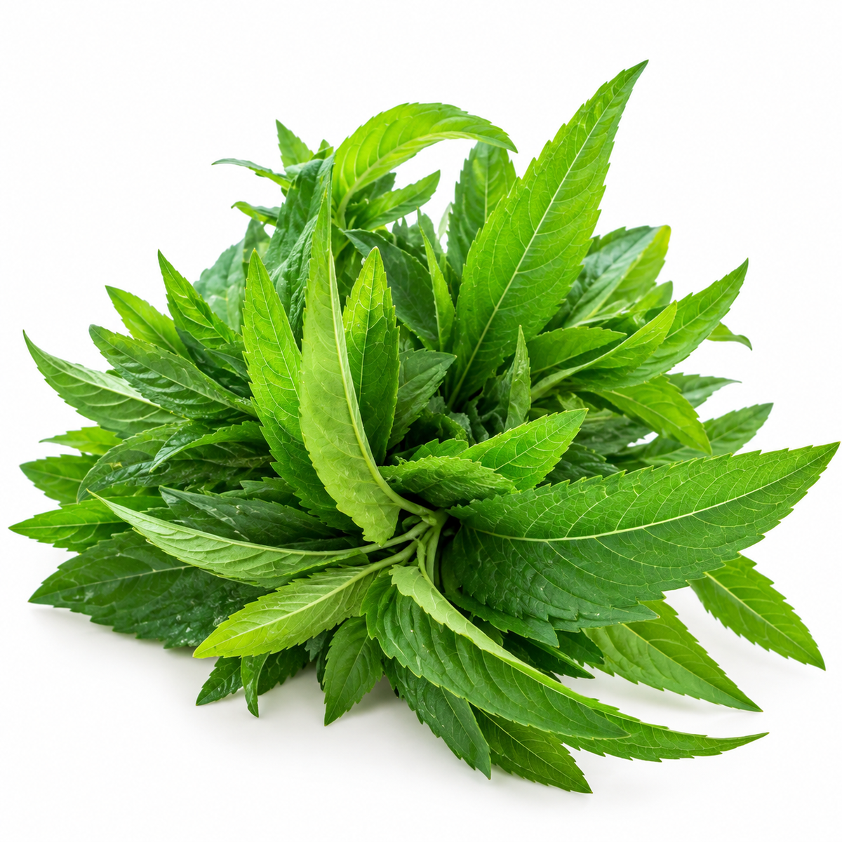 Mentă indiană proaspătă ECO din Ferma Nasul Roșu, legătură 25 g