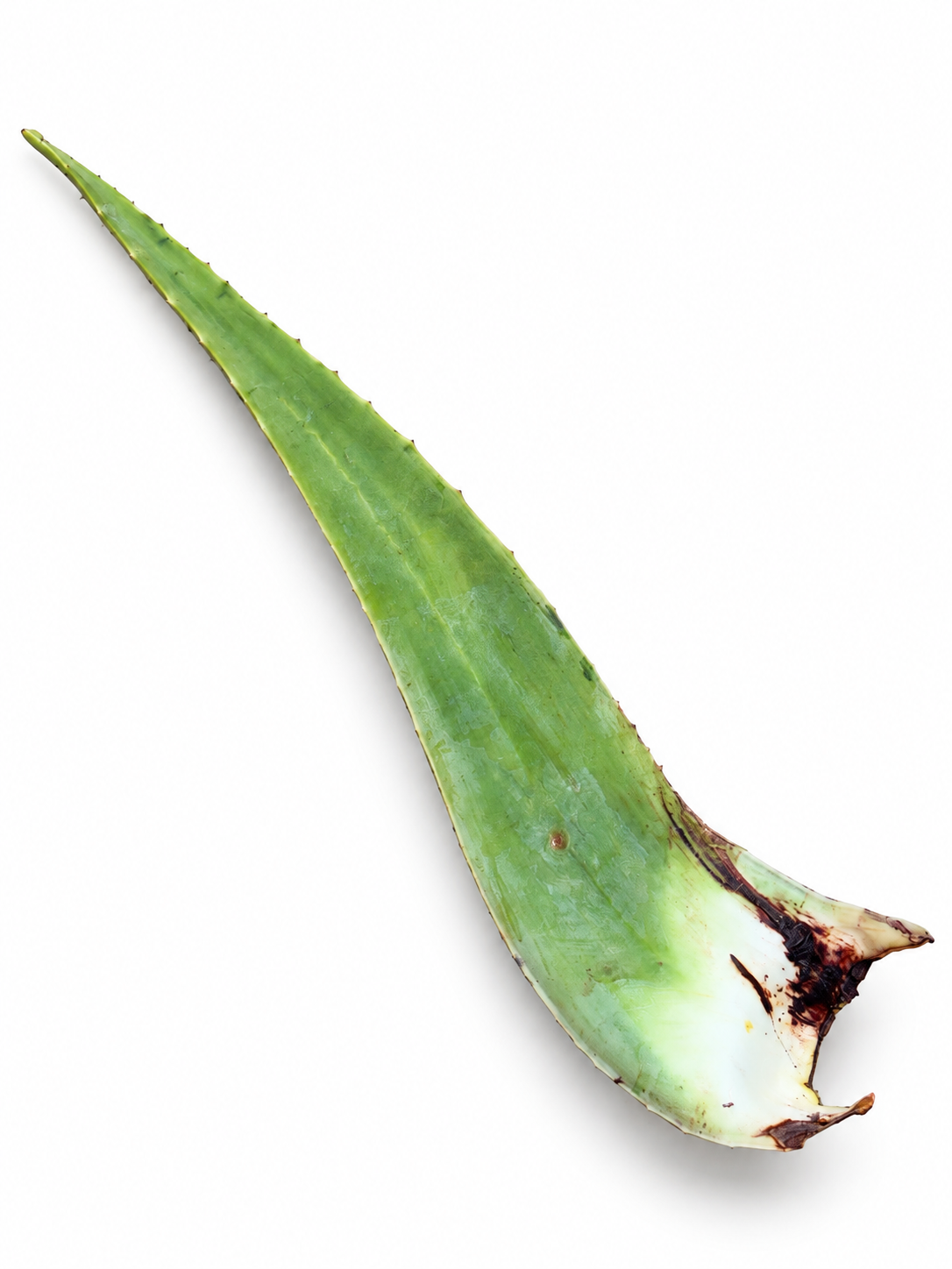 Frunză de Aloe Vera ECO din Spania, cca 350g
