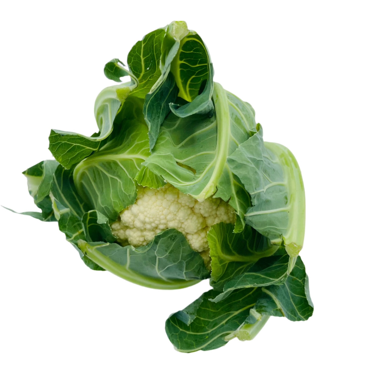 Conopidă Albă ECO, 700g