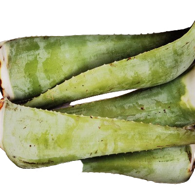 Frunză de Aloe Vera Matură ECO