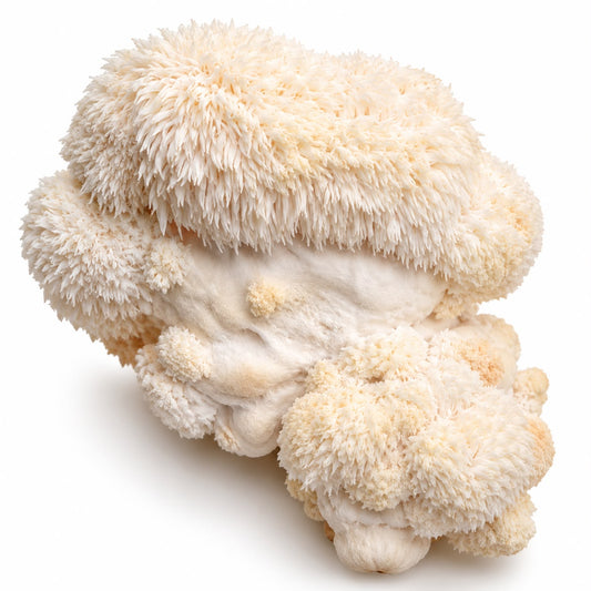 Ciuperci coama leului (Lion's Mane) ECO proaspete, 250 g, din Olanda