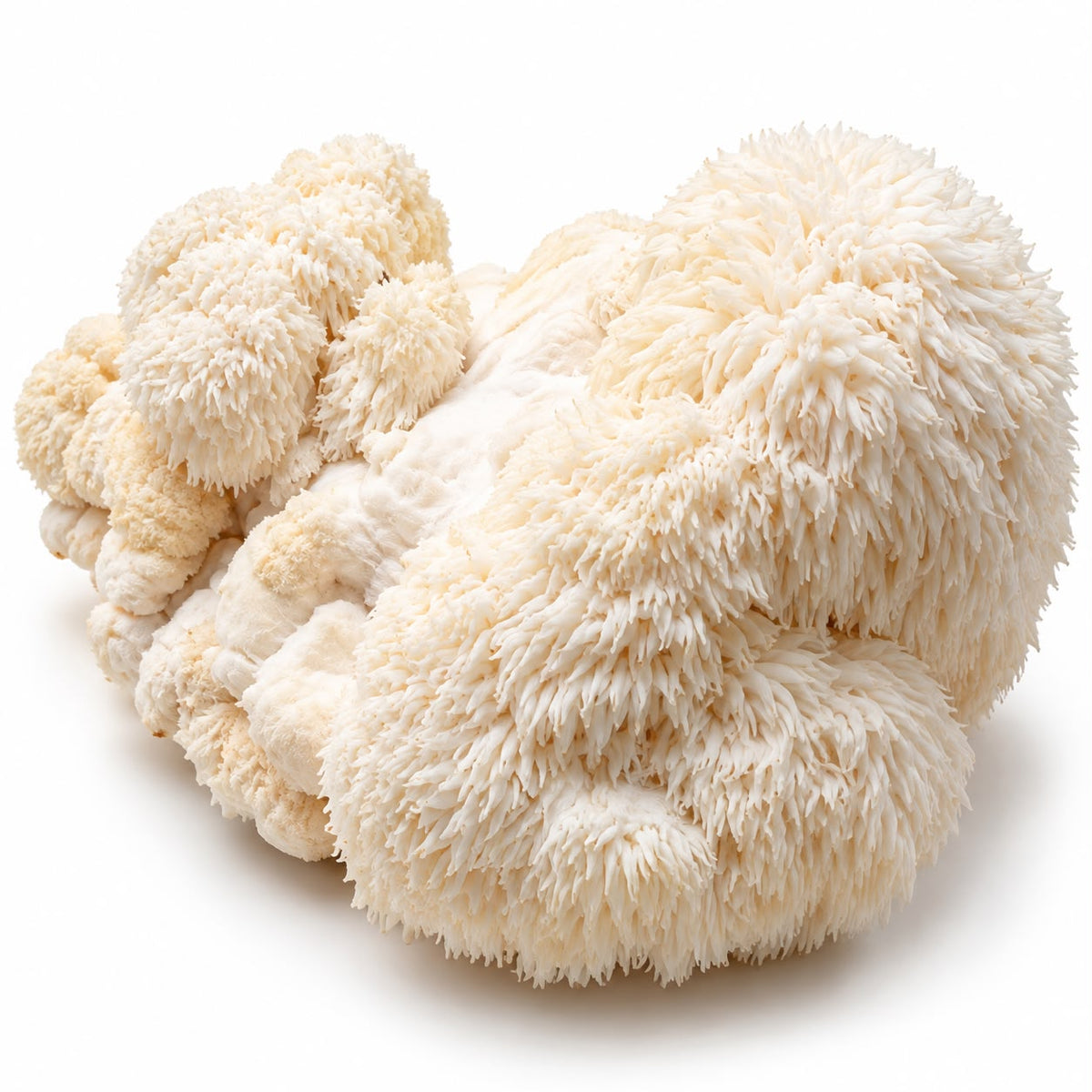 Ciuperci coama leului (Lion's Mane) ECO, 250 g – detaliu