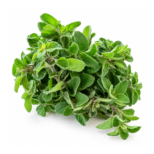 Oregano Proaspăt ECO, Legătură 25g
