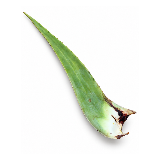 Frunză de Aloe Vera Matură ECO, 1 buc (cca 350g)