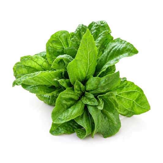 Busuioc Proaspăt ECO, 20g