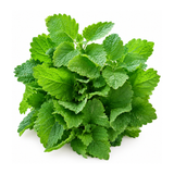 Roiniță (Melisă) Proaspătă ECO, Legătură 25g