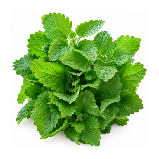 Roiniță (Melisă) Proaspătă ECO, Legătură 25g