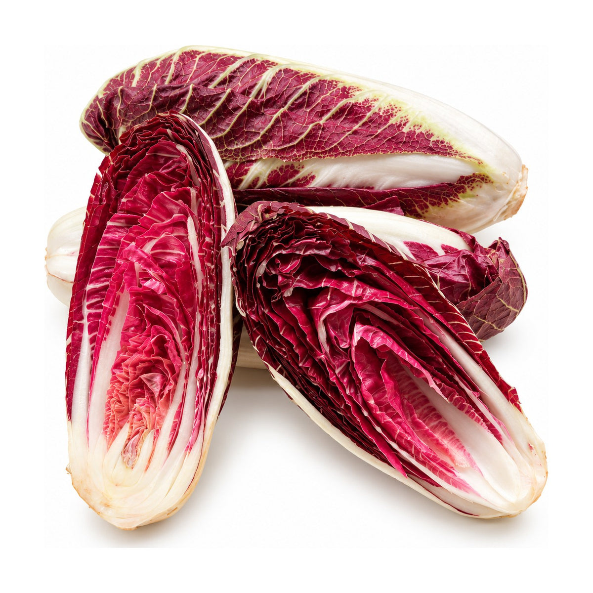 Radicchio di Treviso ECO, frunze alungite roșu-vișiniu cu nervuri albe