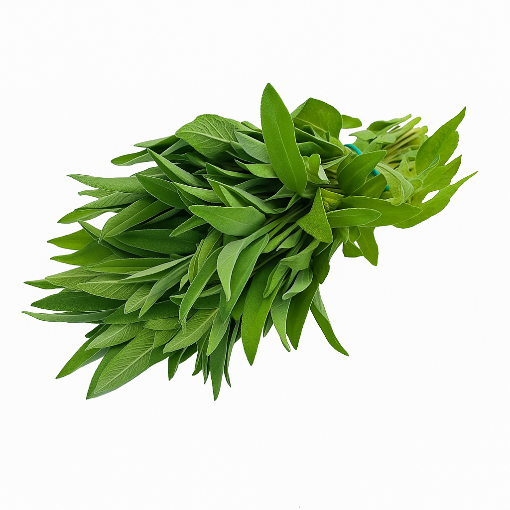 Salvie Proaspătă ECO, Legătură