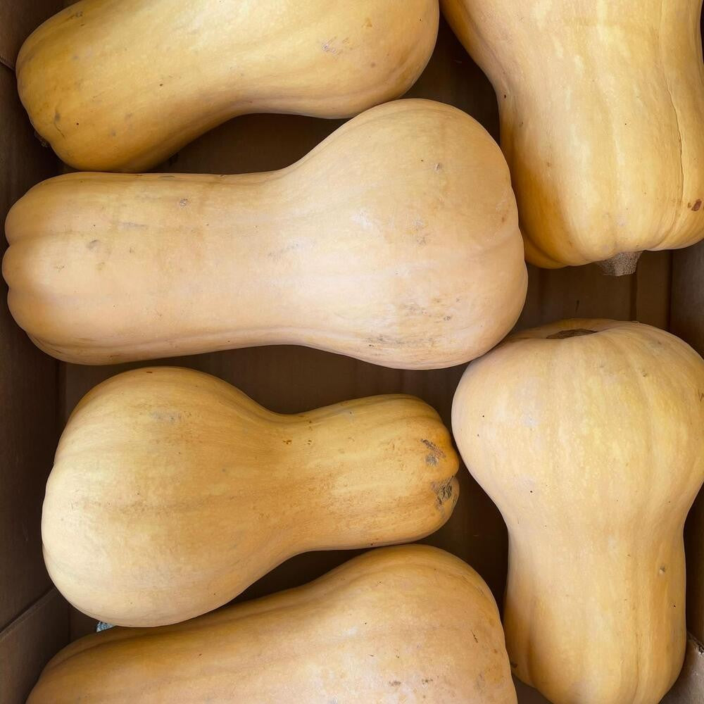 dovleac butternut eco