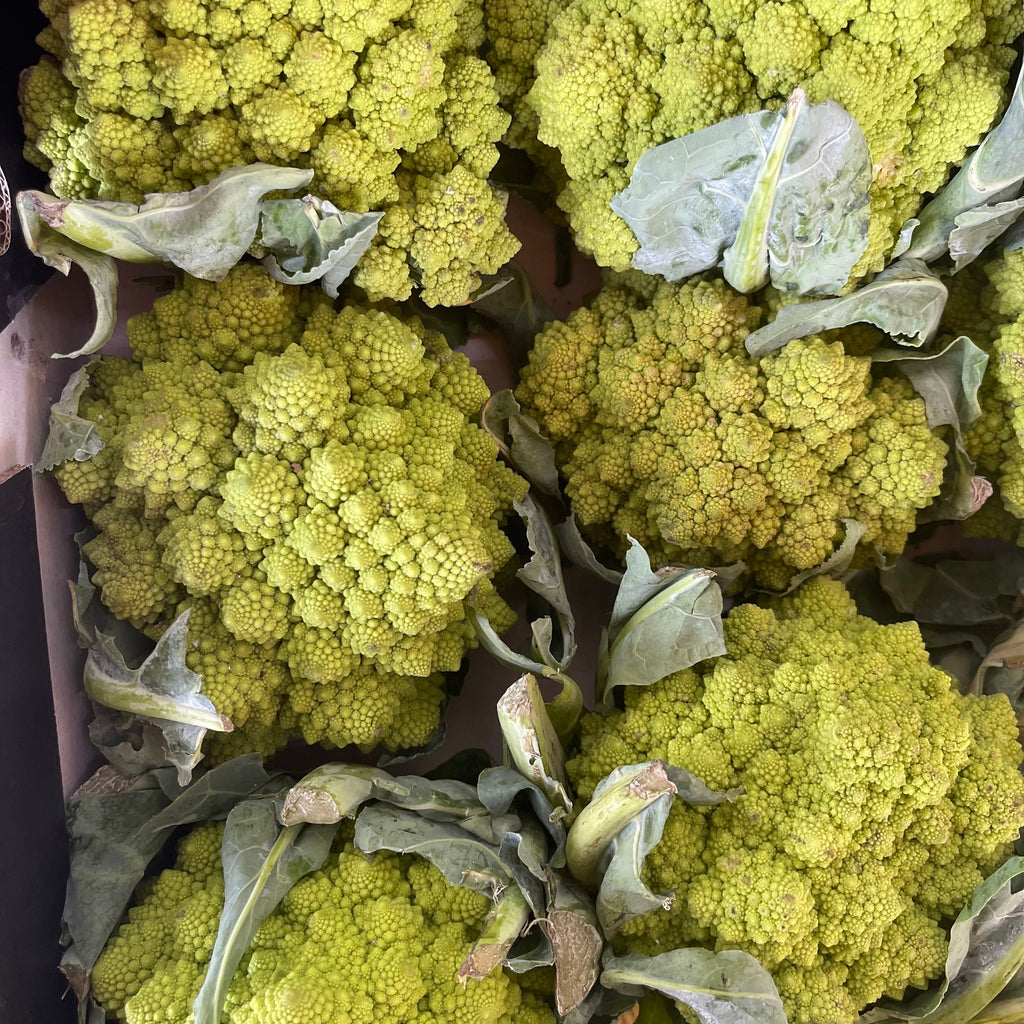 conopida romanesco eco