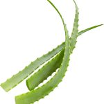 Frunză de Aloe Vera Matură ECO