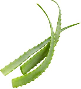 Frunză de Aloe Vera Matură ECO